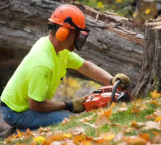 tree services Horton Bay